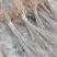 基地批发紫穗槐紫穗槐营造防风固沙林、护坡林