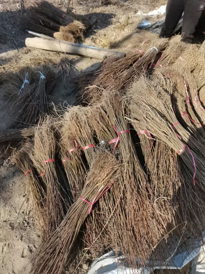 基地批发紫穗槐紫穗槐营造防风固沙林、护坡林