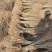 基地批发紫穗槐紫穗槐营造防风固沙林、护坡林