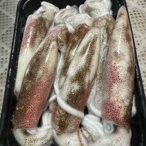 广西北海北部湾活煮鱿鱼