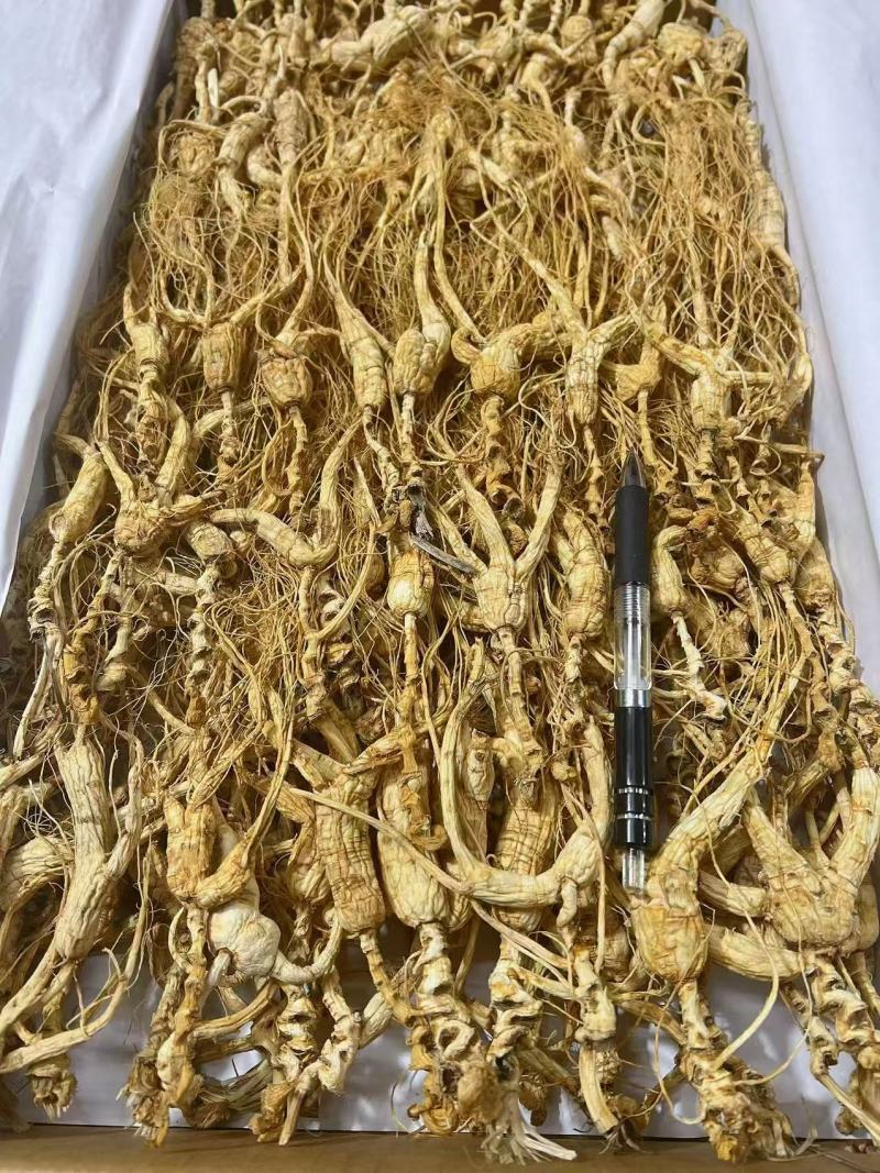 长白山干林下山参，林下参籽货，15～30年参龄，批发销售