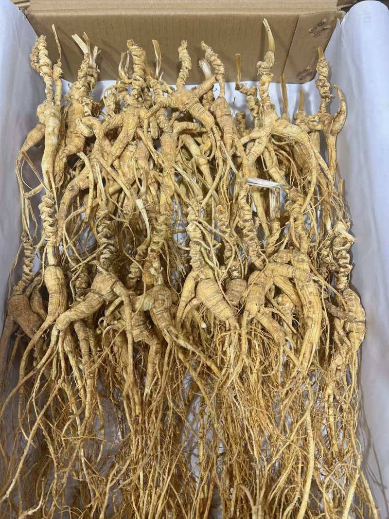 长白山干林下山参，林下参籽货，15～30年参龄，批发销售