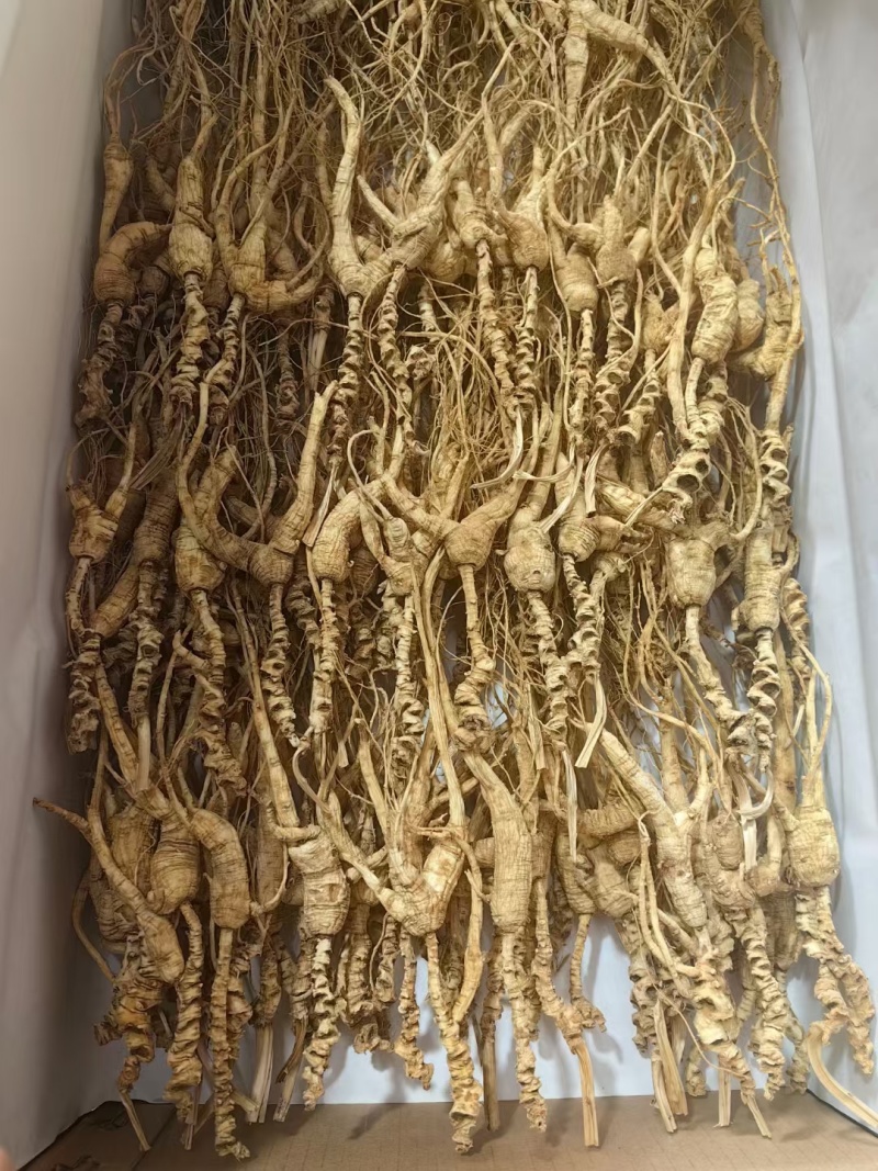 长白山干林下山参，林下参籽货，15～30年参龄，批发销售