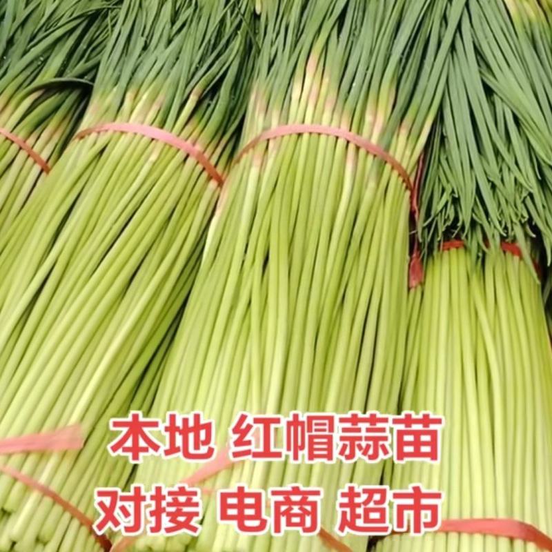优质红帽蒜苔大量有货，价格合理质量保证，全国发货