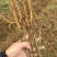 基地批发紫穗槐紫穗槐营造防风固沙林、护坡林