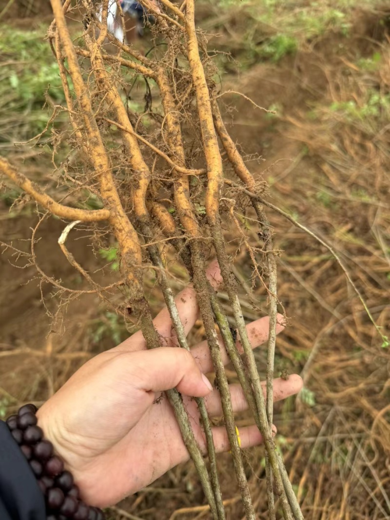 基地批发紫穗槐紫穗槐营造防风固沙林、护坡林