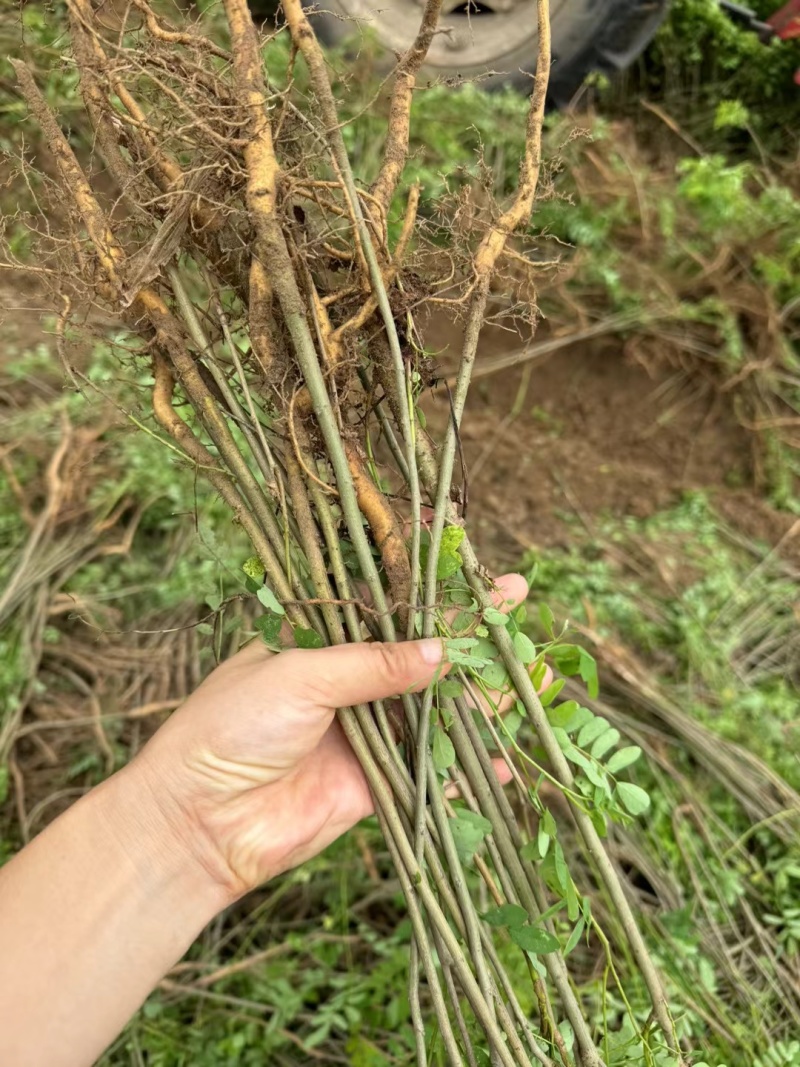 基地批发紫穗槐紫穗槐营造防风固沙林、护坡林
