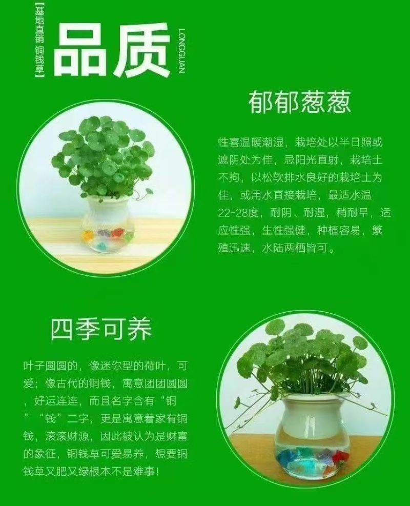 铜钱草水培盆栽室内外招财金钱草吸甲醛绿植花卉