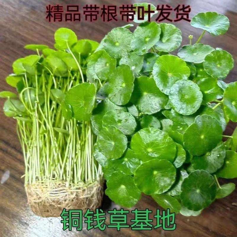 铜钱草水培盆栽室内外招财金钱草吸甲醛绿植花卉