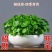 铜钱草水培盆栽室内外招财金钱草吸甲醛绿植花卉