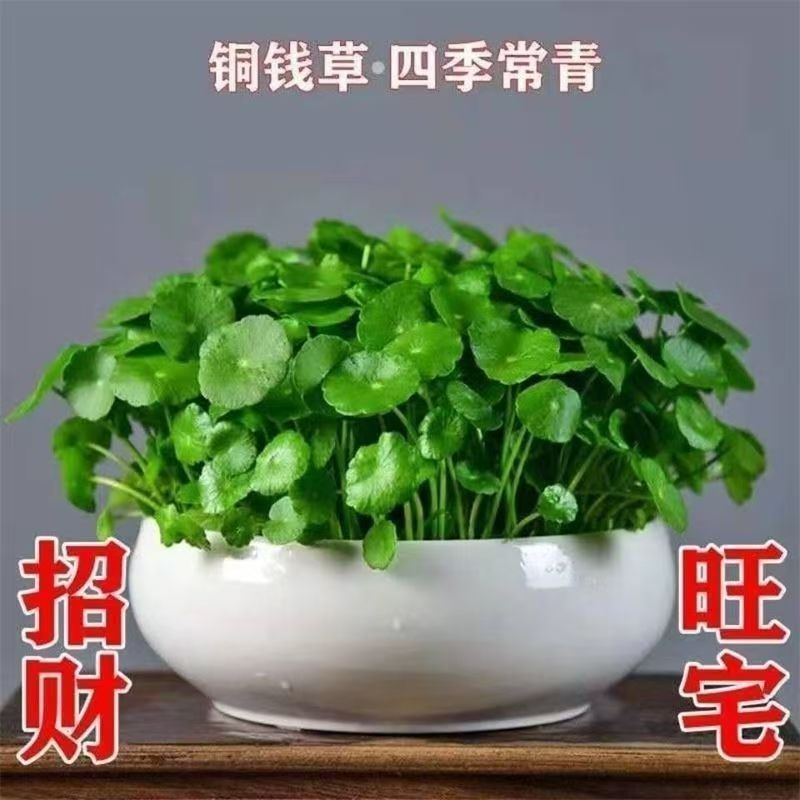 铜钱草水培盆栽室内外招财金钱草吸甲醛绿植花卉