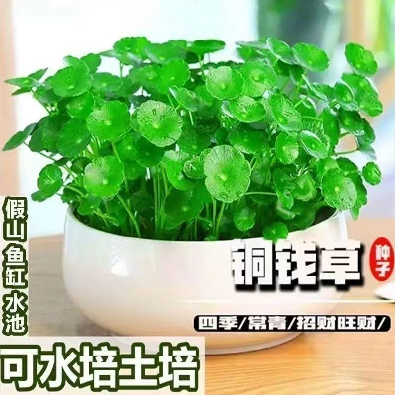 铜钱草水培盆栽室内外招财金钱草吸甲醛绿植花卉