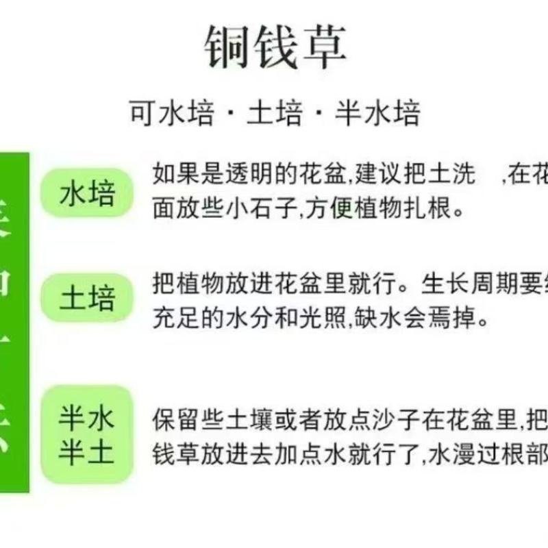 铜钱草水培盆栽室内外招财金钱草吸甲醛绿植花卉