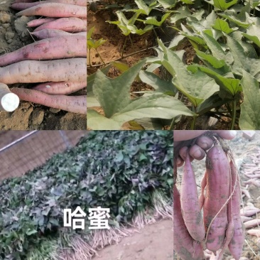 出售脱毒红薯苗：哈蜜！高产.瓜型好.口感纯正.易储存！