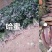 出售脱毒红薯苗：哈蜜！高产.瓜型好.口感纯正.易储存！