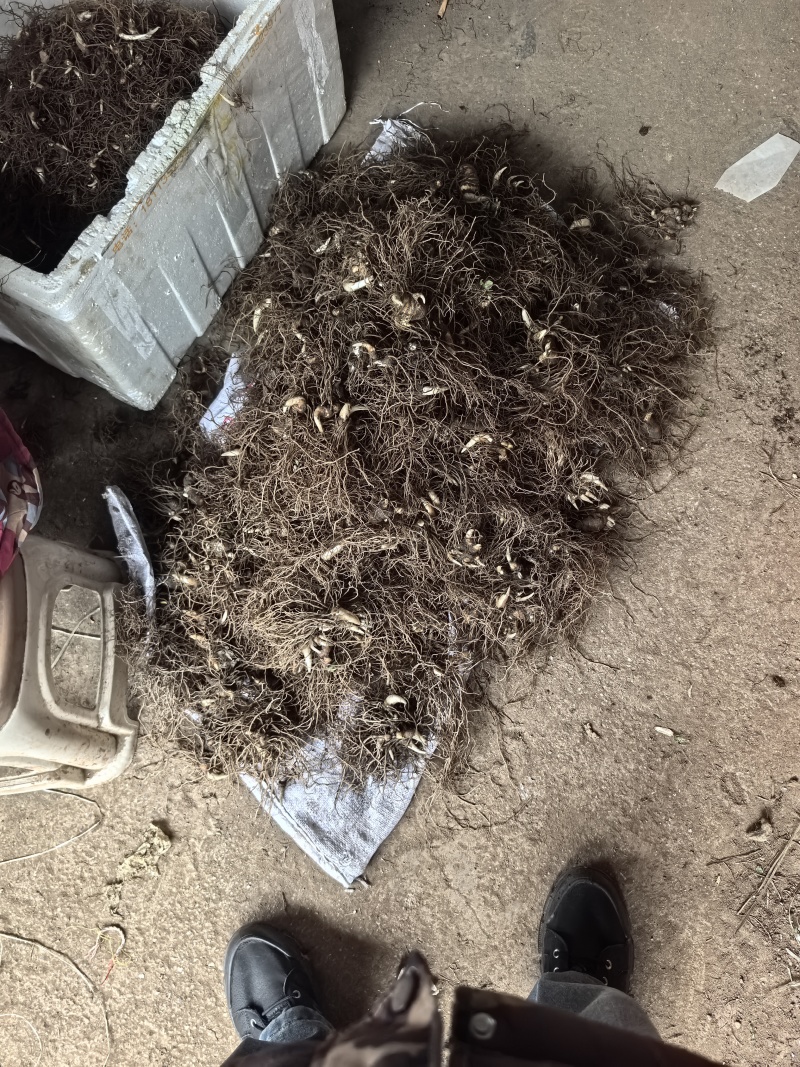 白芨苗白芨种苗中药材苗三叉白芨苗100颗起