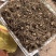 白芨苗白芨种苗中药材苗三叉白芨苗100颗起