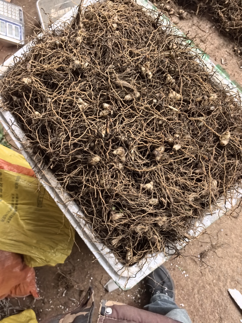 白芨苗白芨种苗中药材苗三叉白芨苗100颗起