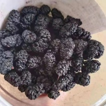 桑椹黑桑椹干桑椹食用桑椹桑椹干无沙无染色