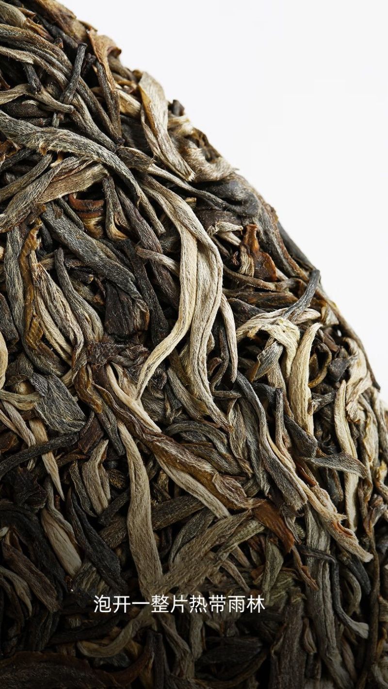 云南西双版纳普洱茶生茶贡茶易武古六大茶山革登古茶园生普3
