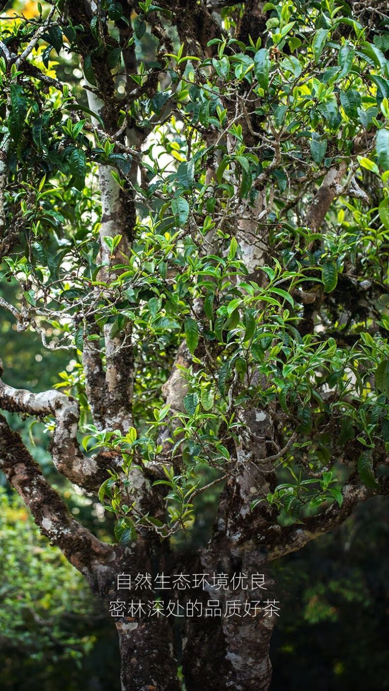 云南西双版纳普洱茶生茶贡茶易武古六大茶山革登古茶园生普3