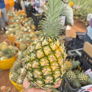 徐闻菠萝，巴厘菠萝，香水菠萝