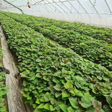 基地直供红薯苗，哈密红薯苗，大量现货供应各种各样的红薯苗