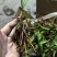 四川白芨苗白芨种苗中药材苗三叉白芨苗100颗起发送种