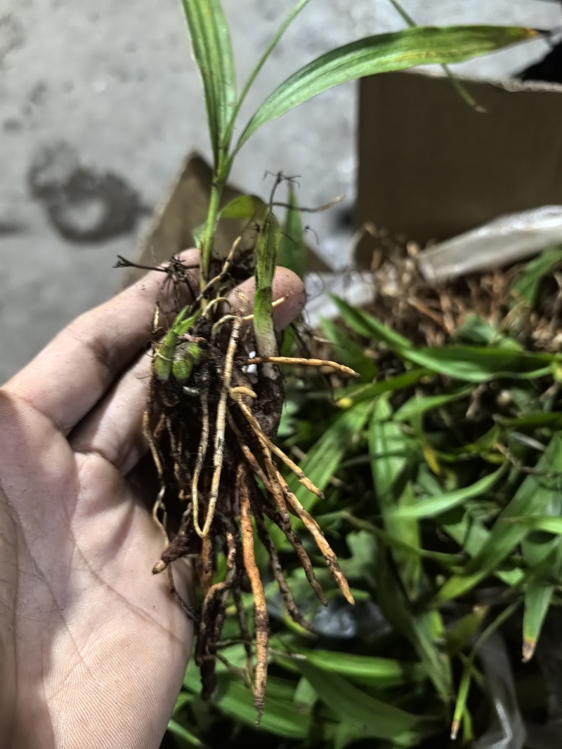 四川白芨苗白芨种苗中药材苗三叉白芨苗100颗起发送种