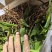 四川白芨苗白芨种苗中药材苗三叉白芨苗100颗起发送种