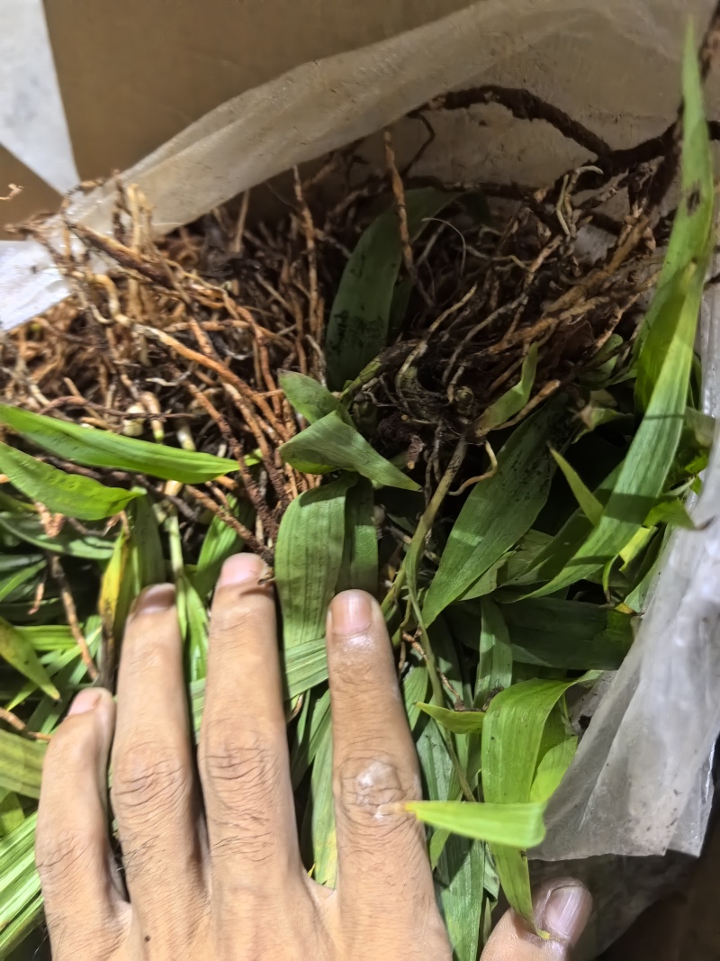 四川白芨苗白芨种苗中药材苗三叉白芨苗100颗起发送种