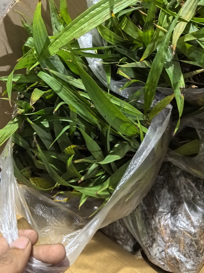 四川白芨苗白芨种苗中药材苗三叉白芨苗100颗起发送种