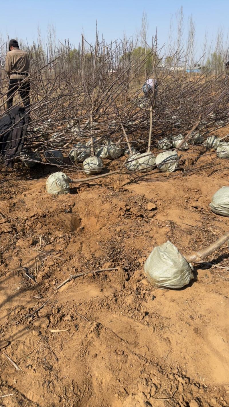 寒富苹果树