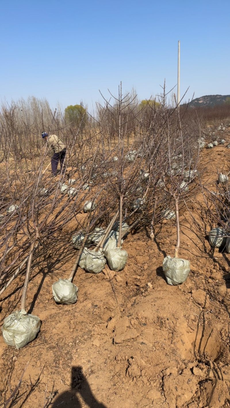 寒富苹果树