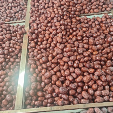 精品若羌灰枣价格美丽量大从优对接各大商超