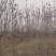 基地批发玉兰，紫玉兰白玉兰黄玉兰3-10公分