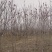 基地批发玉兰，紫玉兰白玉兰黄玉兰3-10公分