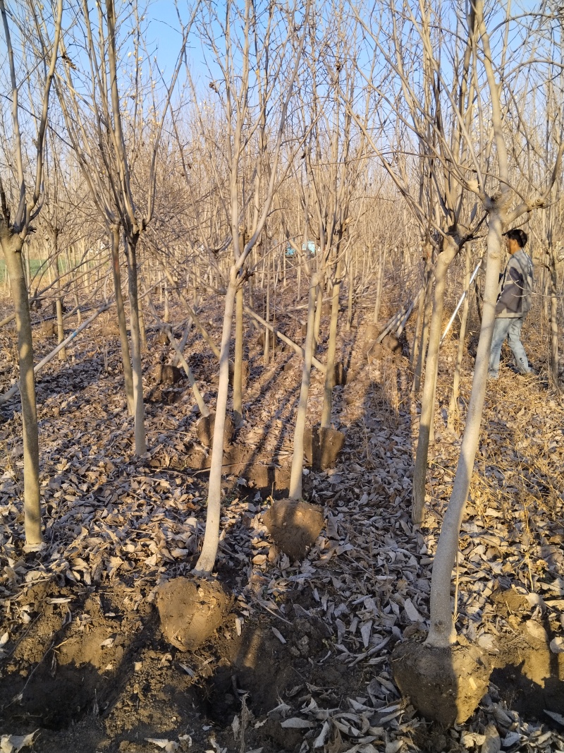 基地批发玉兰，紫玉兰白玉兰黄玉兰3-10公分