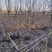 基地批发玉兰，紫玉兰白玉兰黄玉兰3-10公分