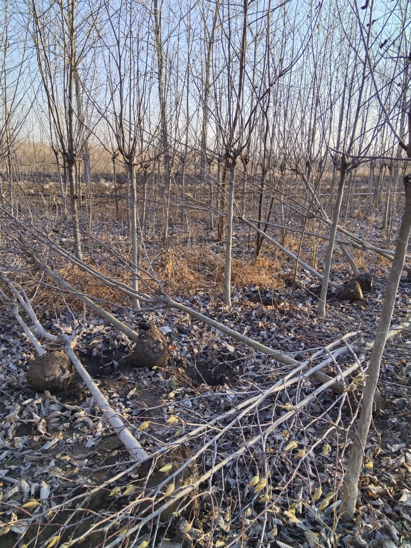 基地批发玉兰，紫玉兰白玉兰黄玉兰3-10公分