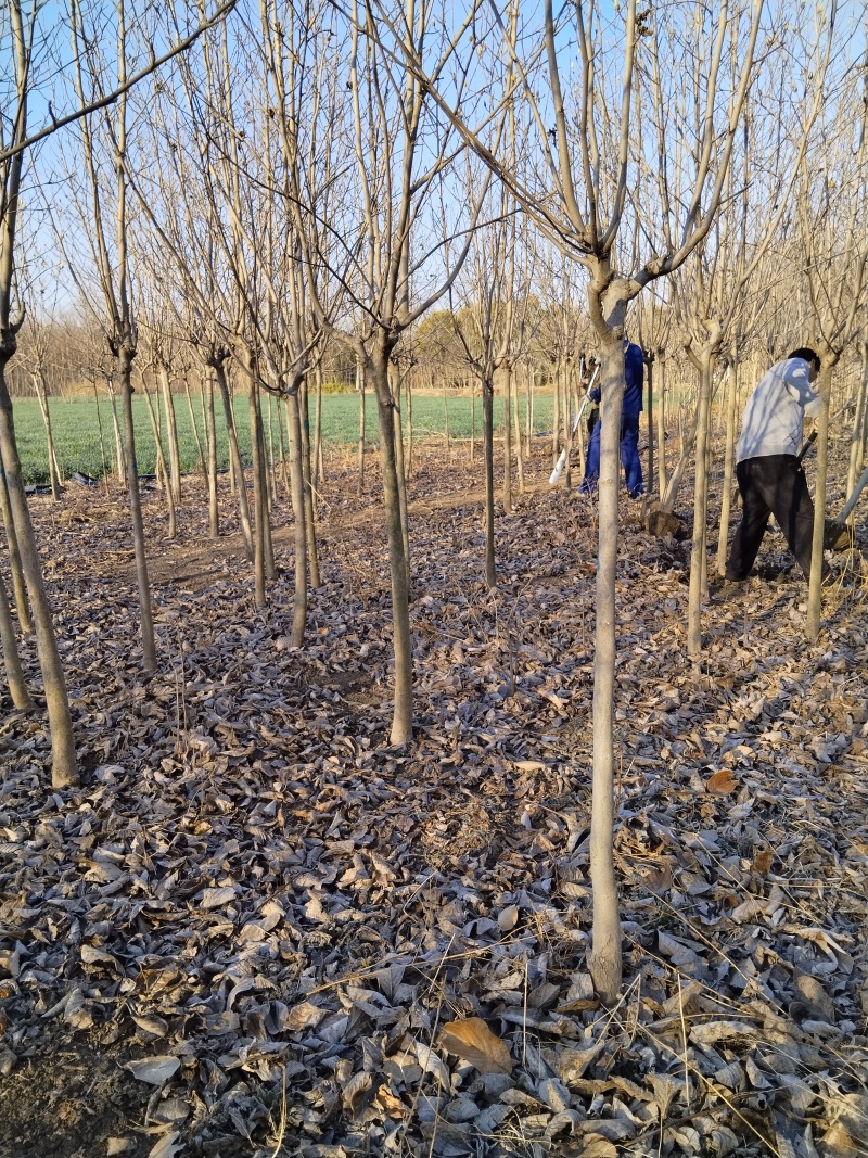 基地批发玉兰，紫玉兰白玉兰黄玉兰3-10公分