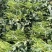 基地直供红薯苗，哈密红薯苗，大量现货供应各种各样的红薯苗