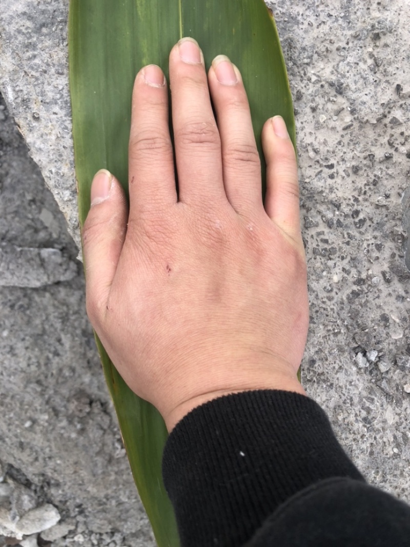 广西大山野生芸香竹叶