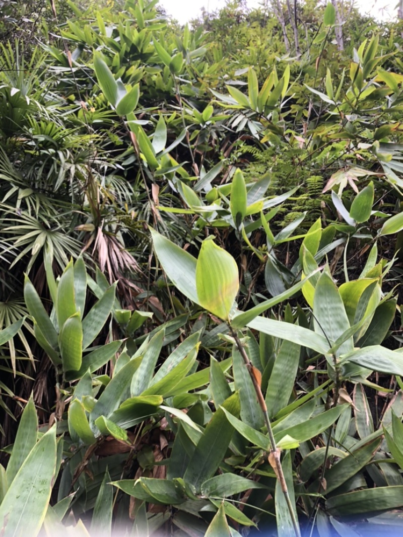 广西大山野生芸香竹叶