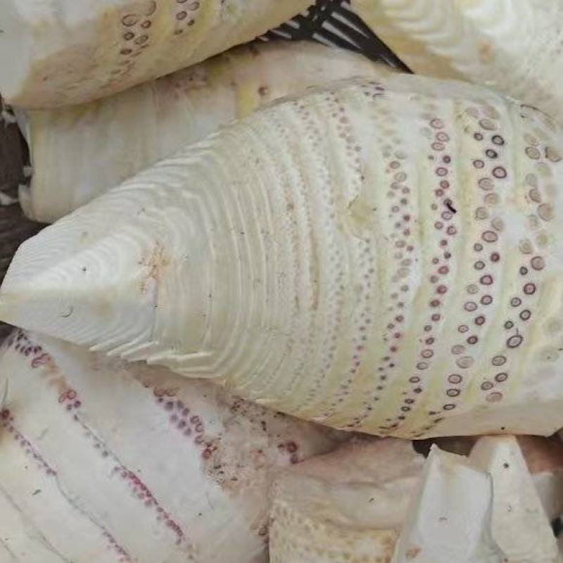 剥皮鲜笋肉新鲜笋肉大量上市产地直供诚信经营