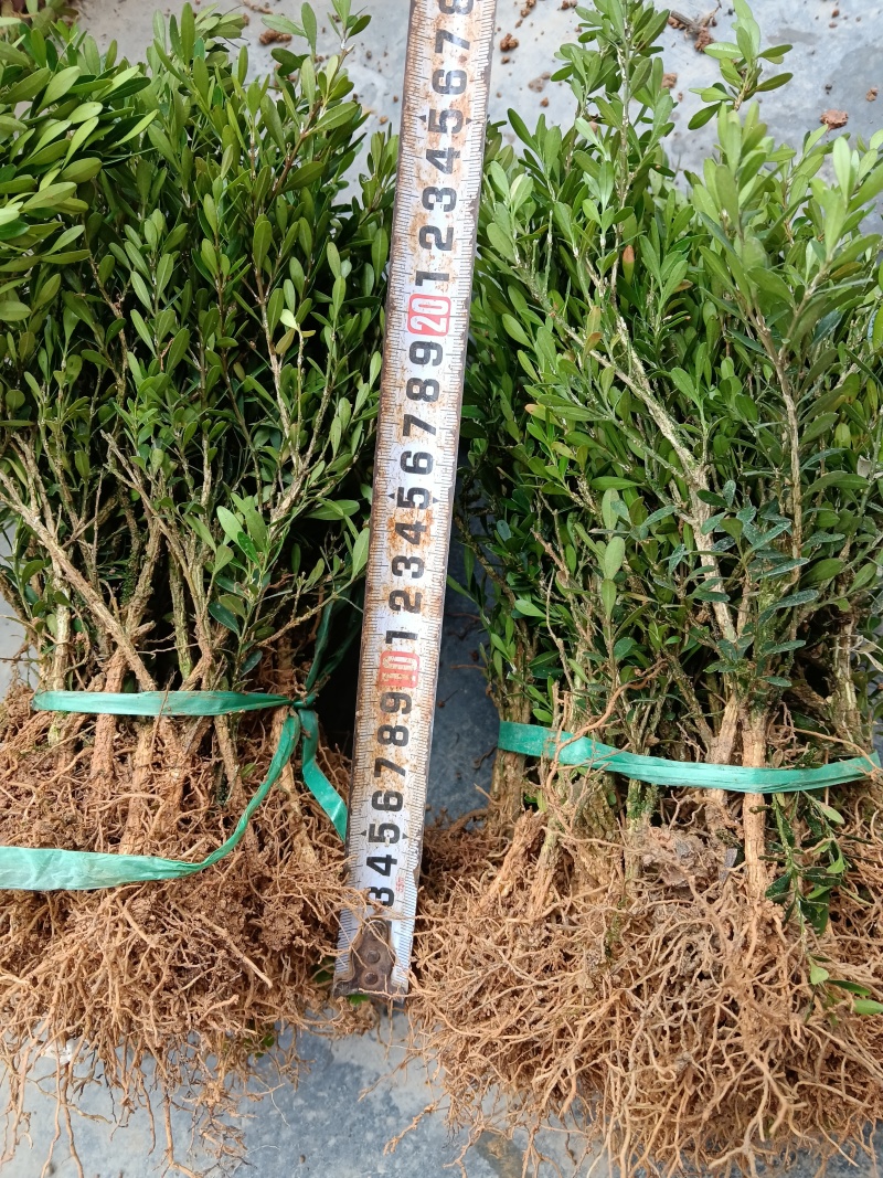 广东雀舌皱皮黄杨地苗/高度10-15左右。福利1棵9毛钱
