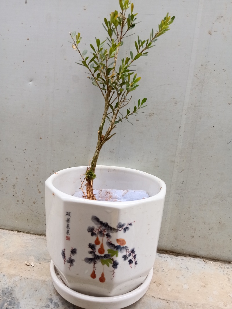 广东雀舌皱皮黄杨地苗/高度10-15左右。福利1棵9毛钱