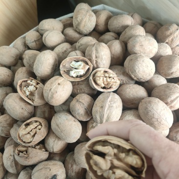 精品阿克苏纸皮核桃现货速发量大从优全国可发