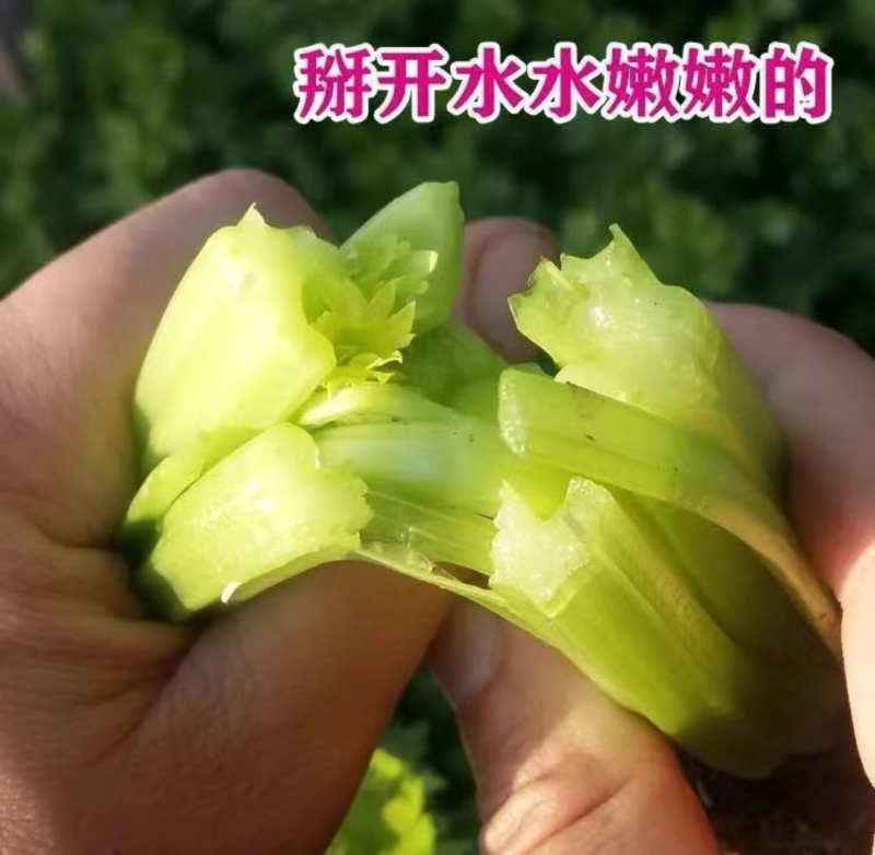 芹菜西芹量大从优产地直供一手货源现货速发