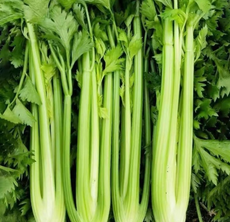 芹菜西芹量大从优产地直供一手货源现货速发